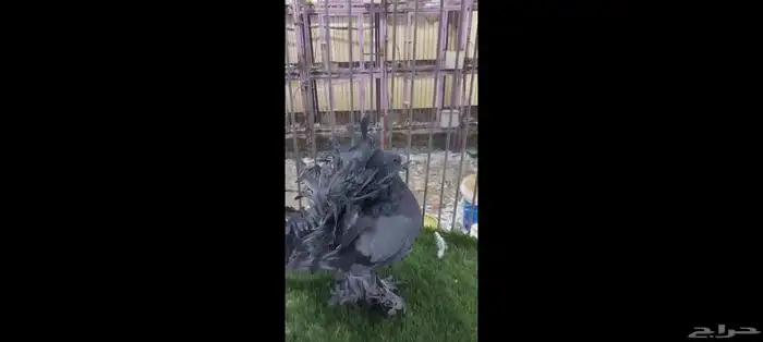 أنثى رقاص هندي فاخره 6