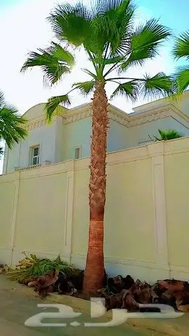 نخيل.واشنطنيا.زينه 9