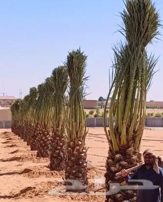 نخل مثمر للبيع واشنطني وعربي نقايل صقعي برحي هلالي سكري مجدو 0