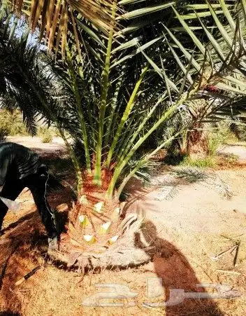 نخل مثمر للبيع واشنطني وعربي نقايل صقعي برحي هلالي سكري مجدو 6