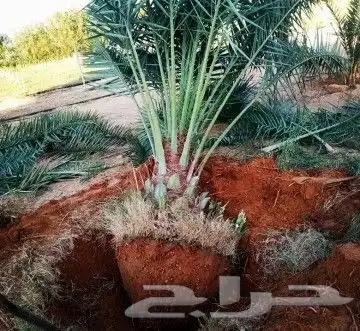 نخل مثمر للبيع واشنطني وعربي نقايل صقعي برحي هلالي سكري مجدو 7