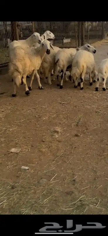 ضان متابيع 4 تحتها 4 1