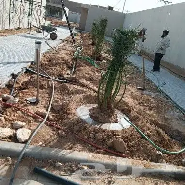 يوجد الدنيا جميع انواع النخيل العربي 4