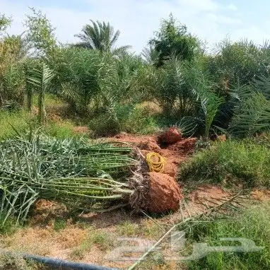 يوجد الدنيا جميع انواع النخيل العربي 3