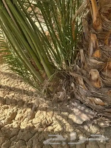 فسائل نخل فروخ 6