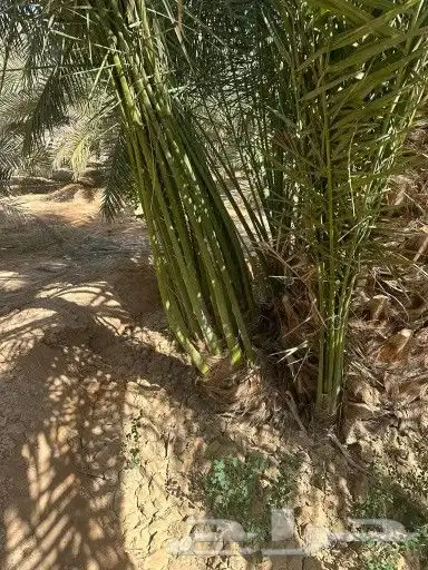 فسائل نخل فروخ 2