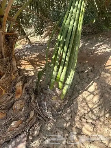 فسائل نخل فروخ 4