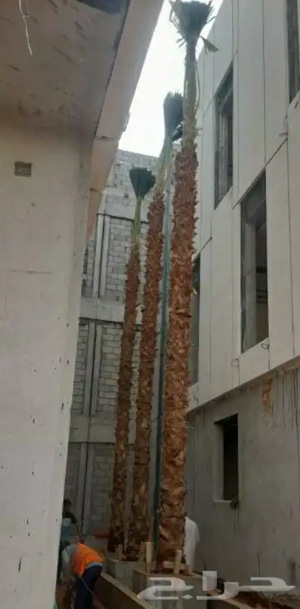 نخيل.واشنطنيا.زينه 4
