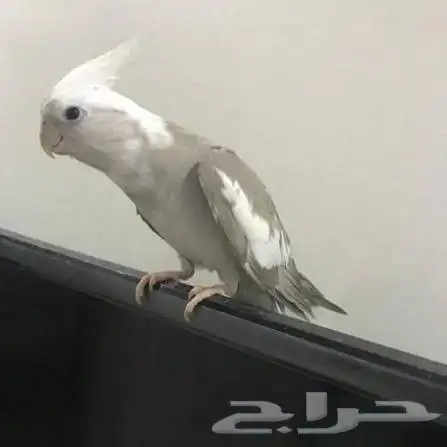 لتبني كروان كوكتيل أليف متكلم هدد تبني 0