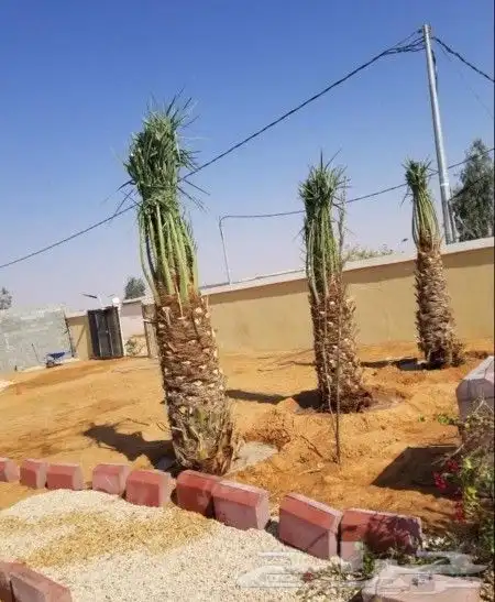 يتوفرلديناجميع انواع انخيل ويشمل اتوصيل الاجميع انحاءالمملكه 3