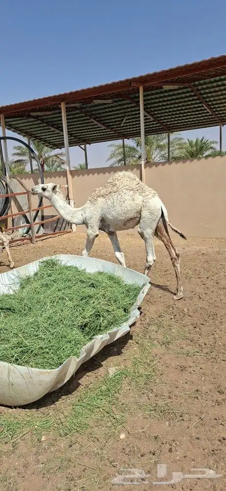 5 قعدان صغيرة و قعود كبير وبكرتين 0