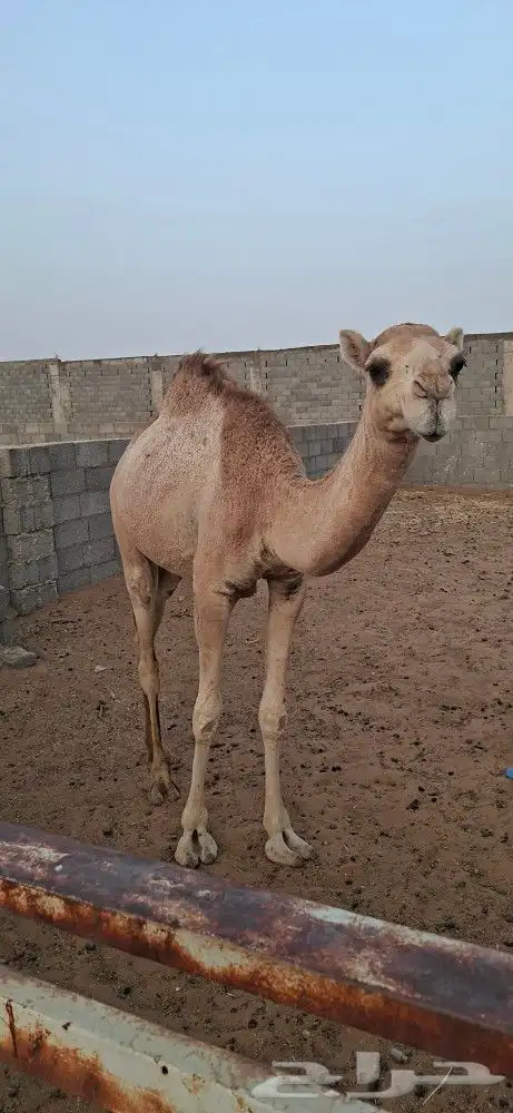 5 قعدان صغيرة و قعود كبير وبكرتين 4