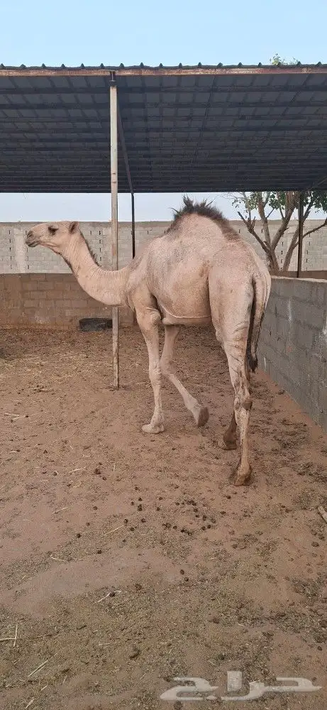 5 قعدان صغيرة و قعود كبير وبكرتين 5