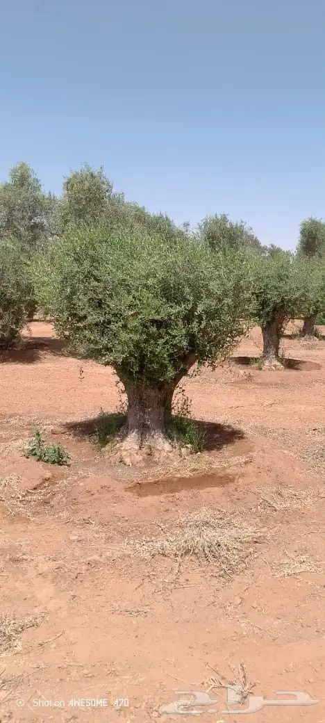شجر زيتون 9