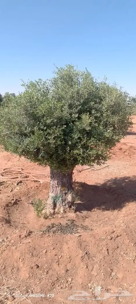 شجر زيتون 8