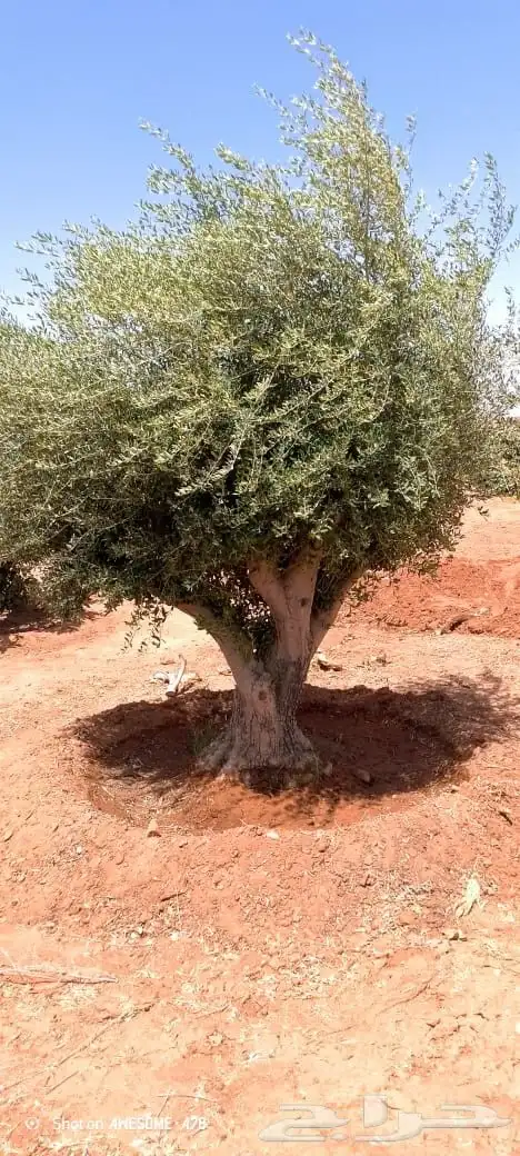 شجر زيتون 2