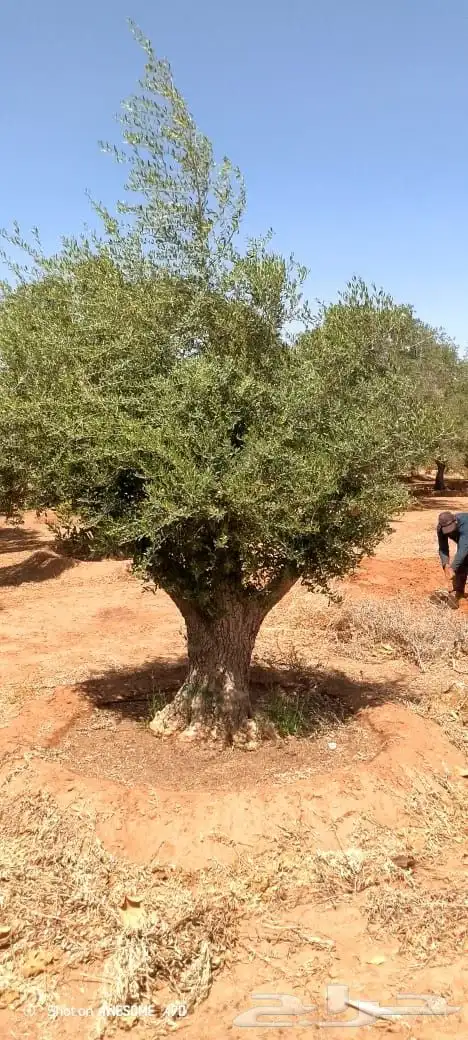 شجر زيتون 0