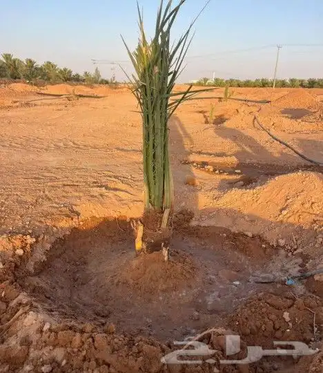 نخبل للبيع فسايل طيبه صقعي واخلاص 2