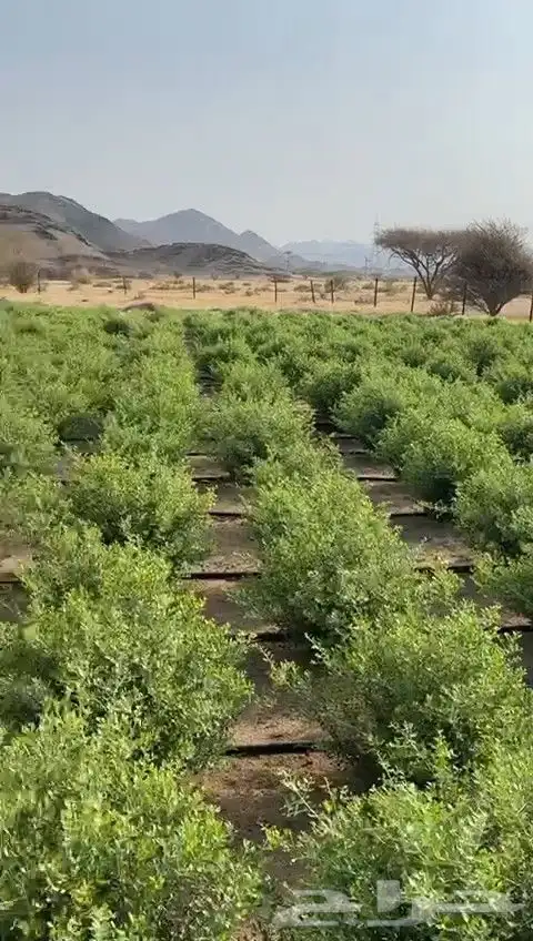 حناء ينبع النخل الأفضل وسدر ومشاط الجوده التي يستحقها كل شخص 1