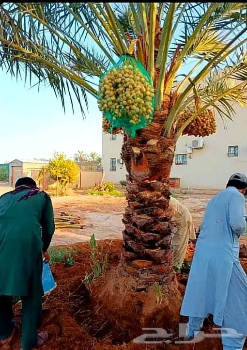 نخل واشنطني نخل مثمر صقعي هلالي سكري اخلاص برحي ونانه مصيفه 4