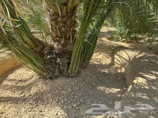 فسائل نخل فروخ 0