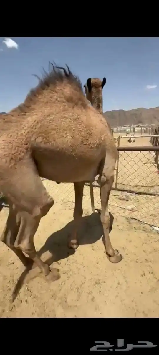 قعود بلدي كفو للبيع 0