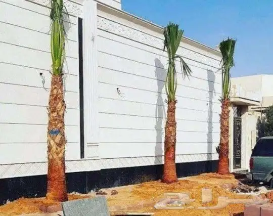 نخل واشنطني واشنطونيا نخل مثمر نقايل إخلاص سكري برحي صقعي 5