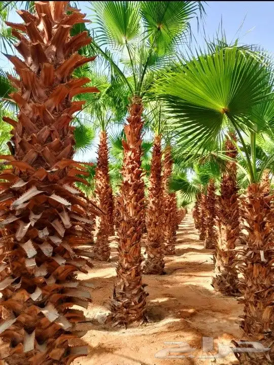 نخل واشنطني واشنطونيا نخل مثمر نقايل إخلاص سكري برحي صقعي 7