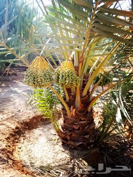 نخل مثمر للبيع واشنطني وعربي نقايل صقعي برحي هلالي سكري مجدو 4