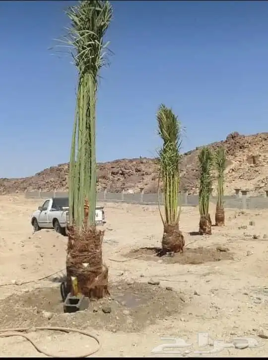 يوجدلدين جميع انواع انخل المثمره وزينه 7