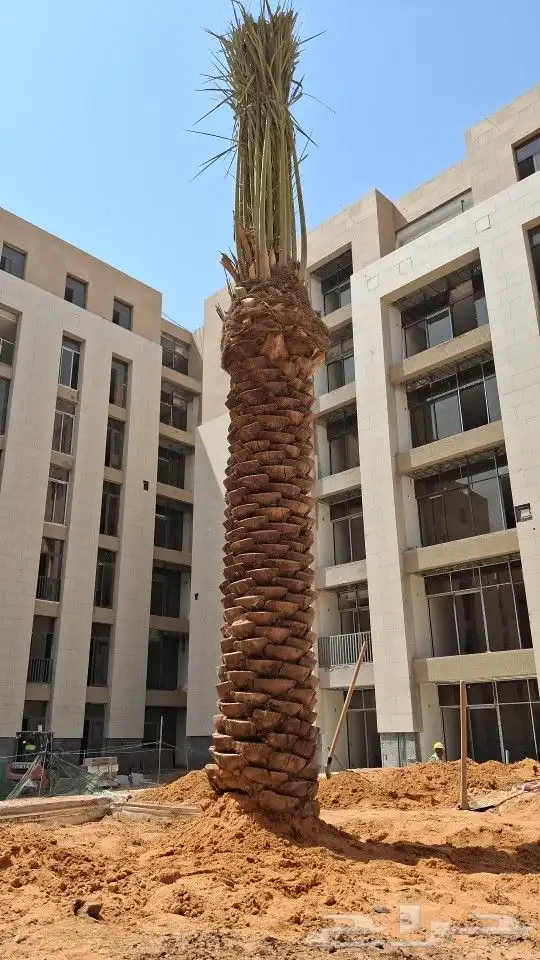 توريد النخيل البلدي وتركيب حسب المواصفات 2