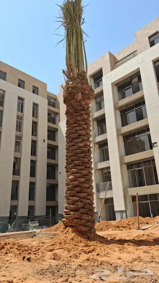 توريد النخيل البلدي وتركيب حسب المواصفات 3