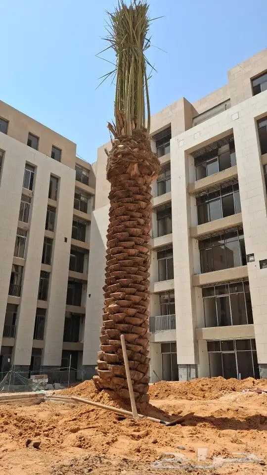 توريد النخيل البلدي وتركيب حسب المواصفات 1