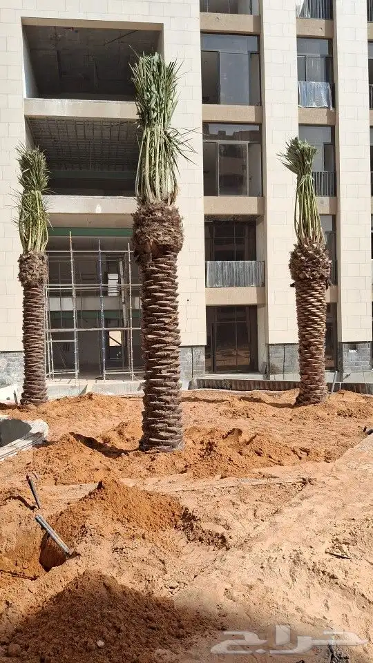 توريد النخيل البلدي وتركيب حسب المواصفات 0