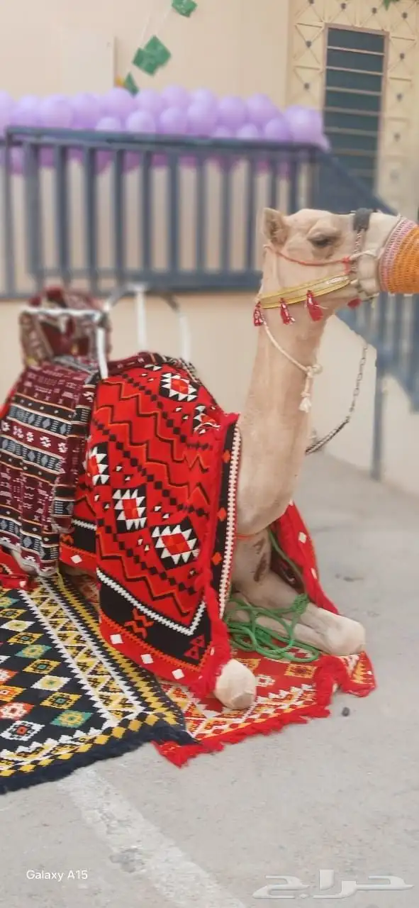 اجار جمال رحول وخيل عربية اصيلة 1