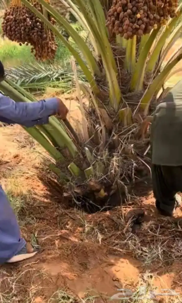 فروخ طيبه 3