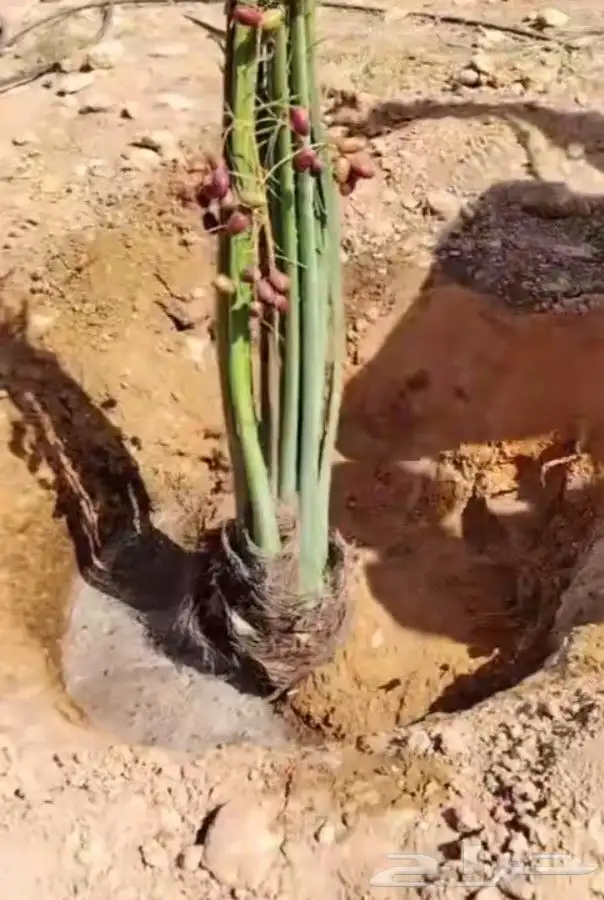 فروخ طيبه 0