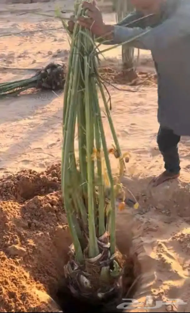 فروخ طيبه 2