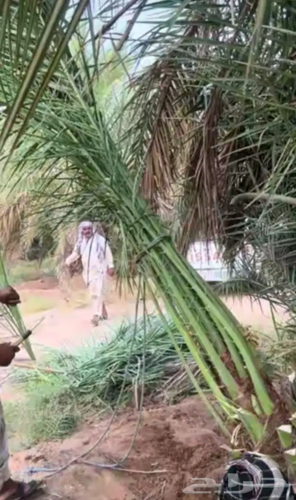 فروخ طيبه 7