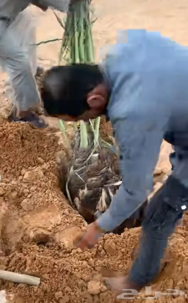 فروخ طيبه 4