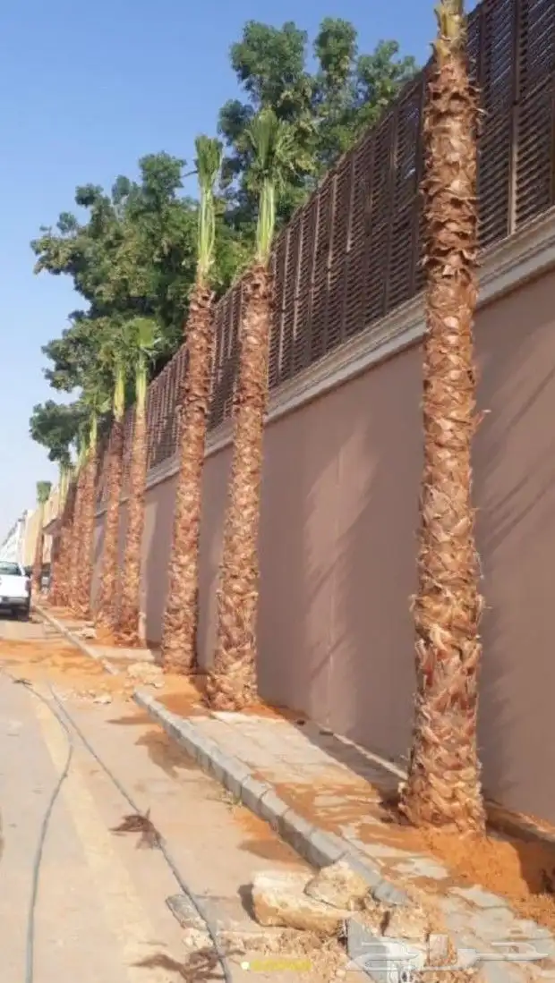 نخل واشنطي زينه امريكي ابو مروحه تكريب واشنطني وعربي 1