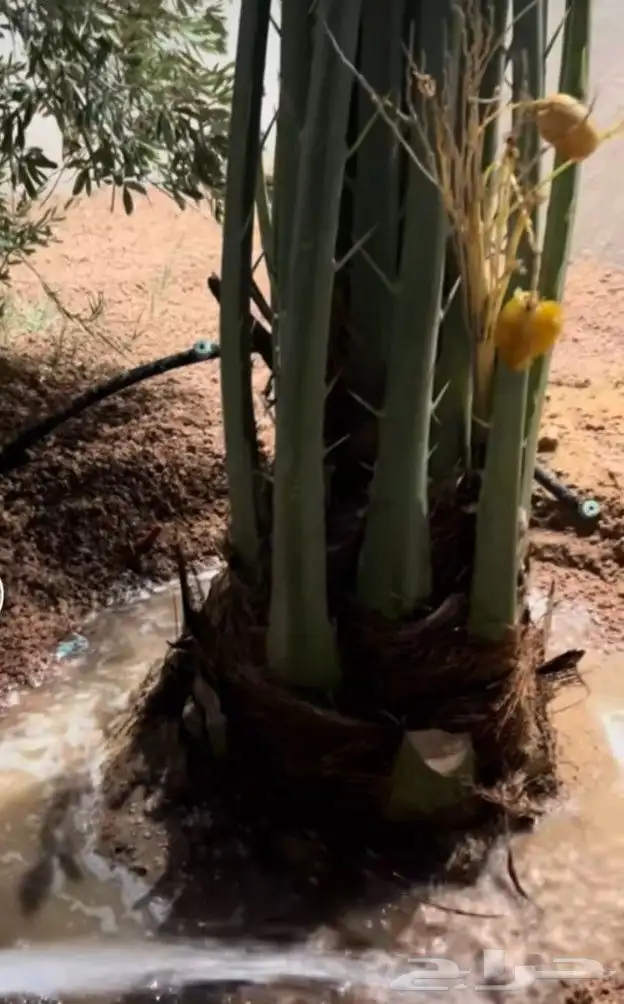 فروخ طيبه 1