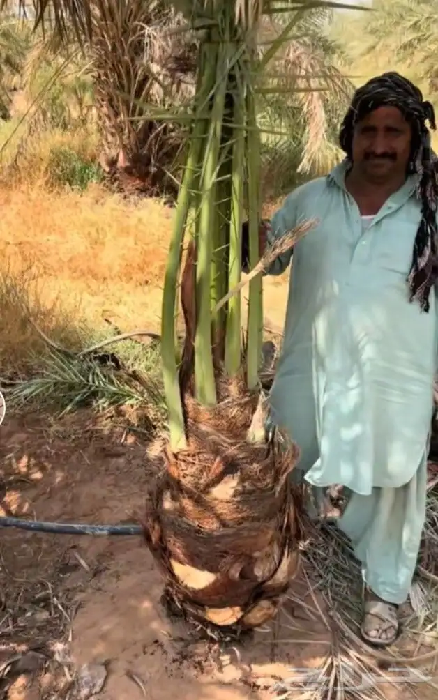 فروخ طيبه 9