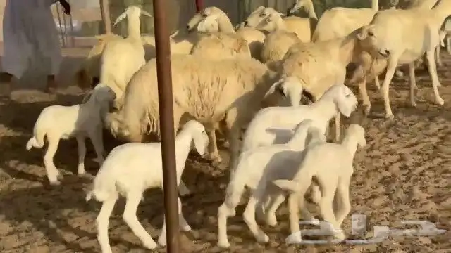 خلفات طيبة عددها مشاء الله بهما طيب عددها 19 تحتها 19 1
