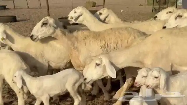 خلفات طيبة عددها مشاء الله بهما طيب عددها 19 تحتها 19 0