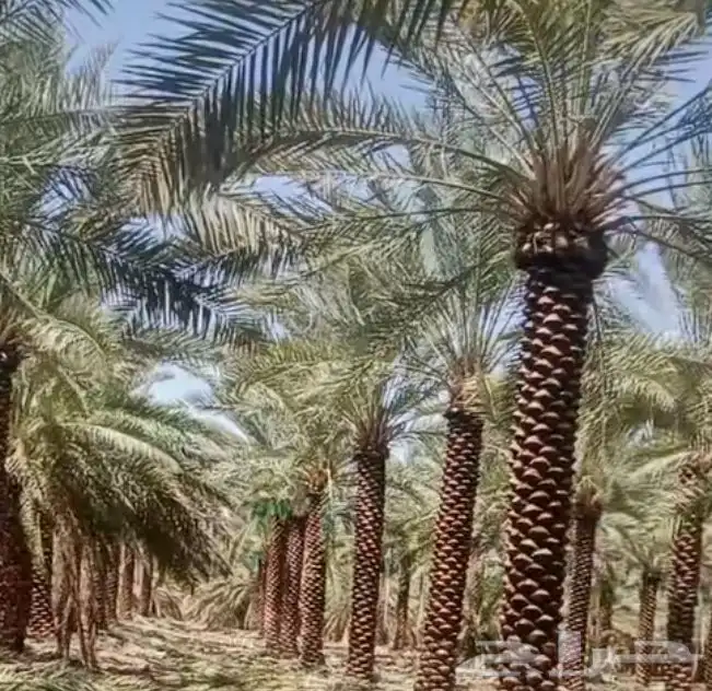 نخل عربي ممتاز درجه اولى 5