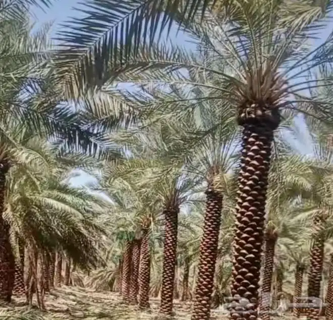 نخل عربي ممتاز درجه اولى 4