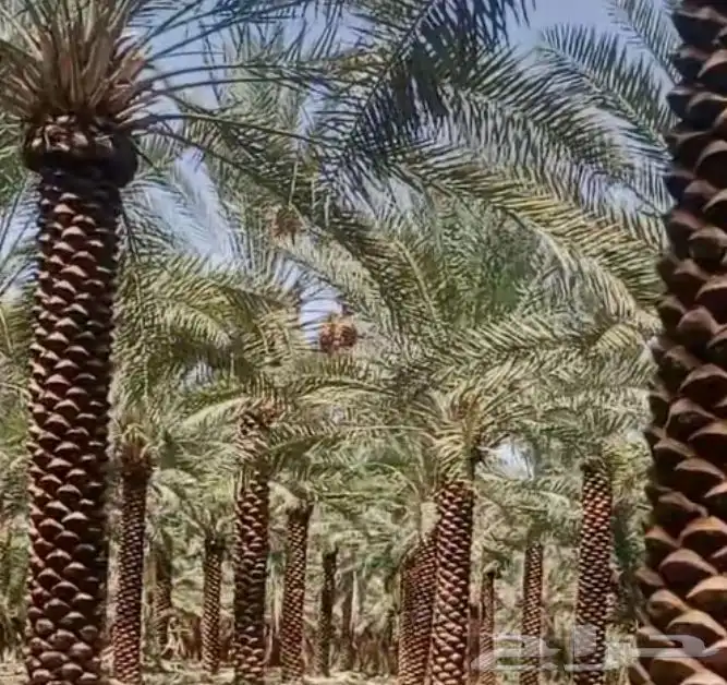 نخل عربي ممتاز درجه اولى 6