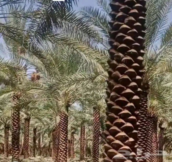 نخل عربي ممتاز درجه اولى 1