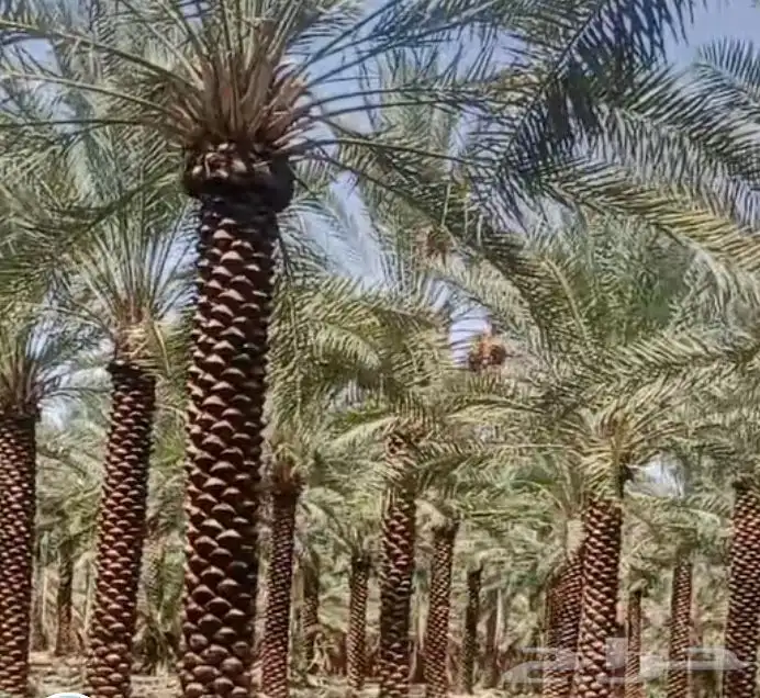 نخل عربي ممتاز درجه اولى 2